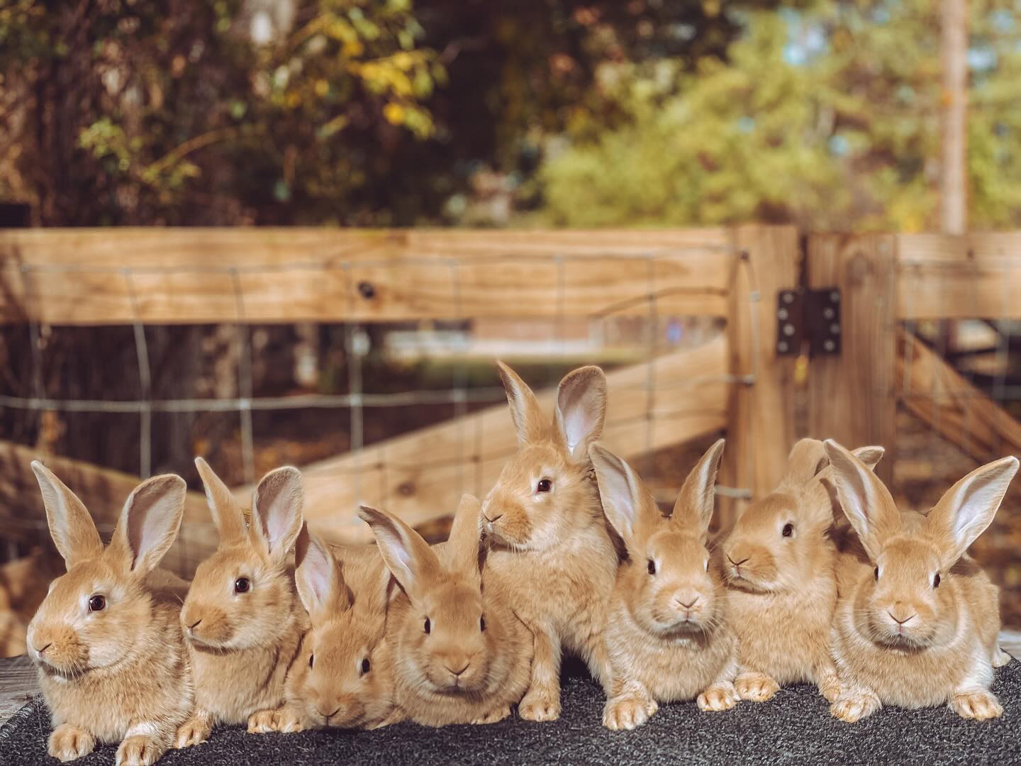 Sweet, baby Creme d’ Argents are all grown up and turning 8 weeks old this week! This litter has been so much fun. 🧡