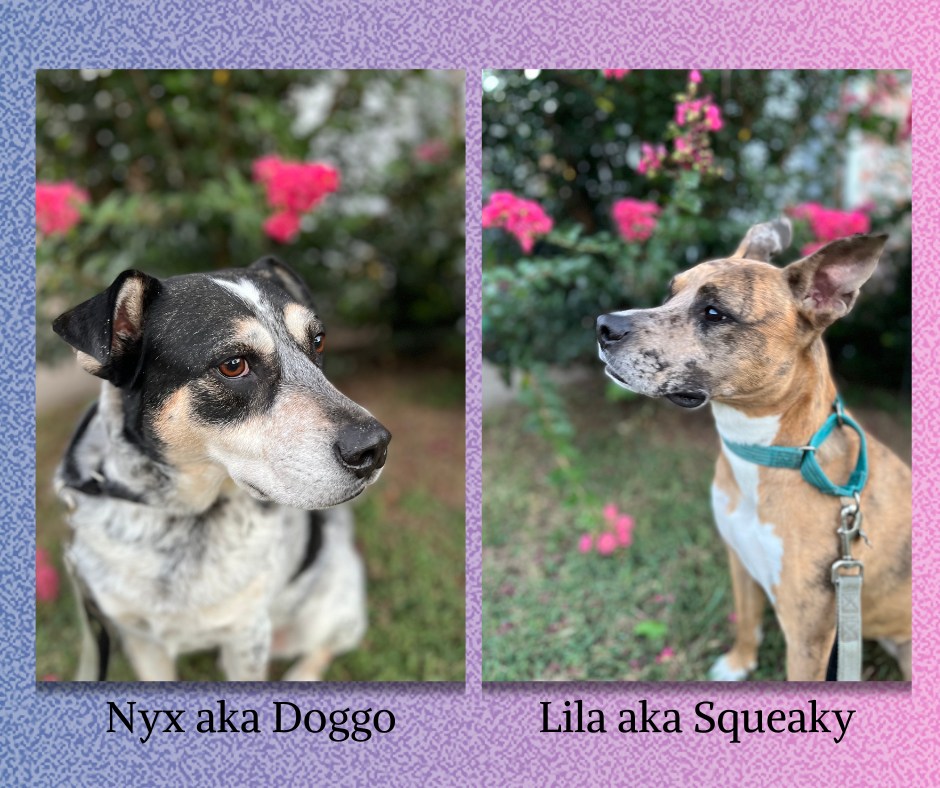 Happy National Dog Day from my two love bugs. These two have been my shadows for the last few years & I love it. There were few things Teenage Vivi wanted more than her own dogs that were her best friends.
Post photos of your dogs in the comments!