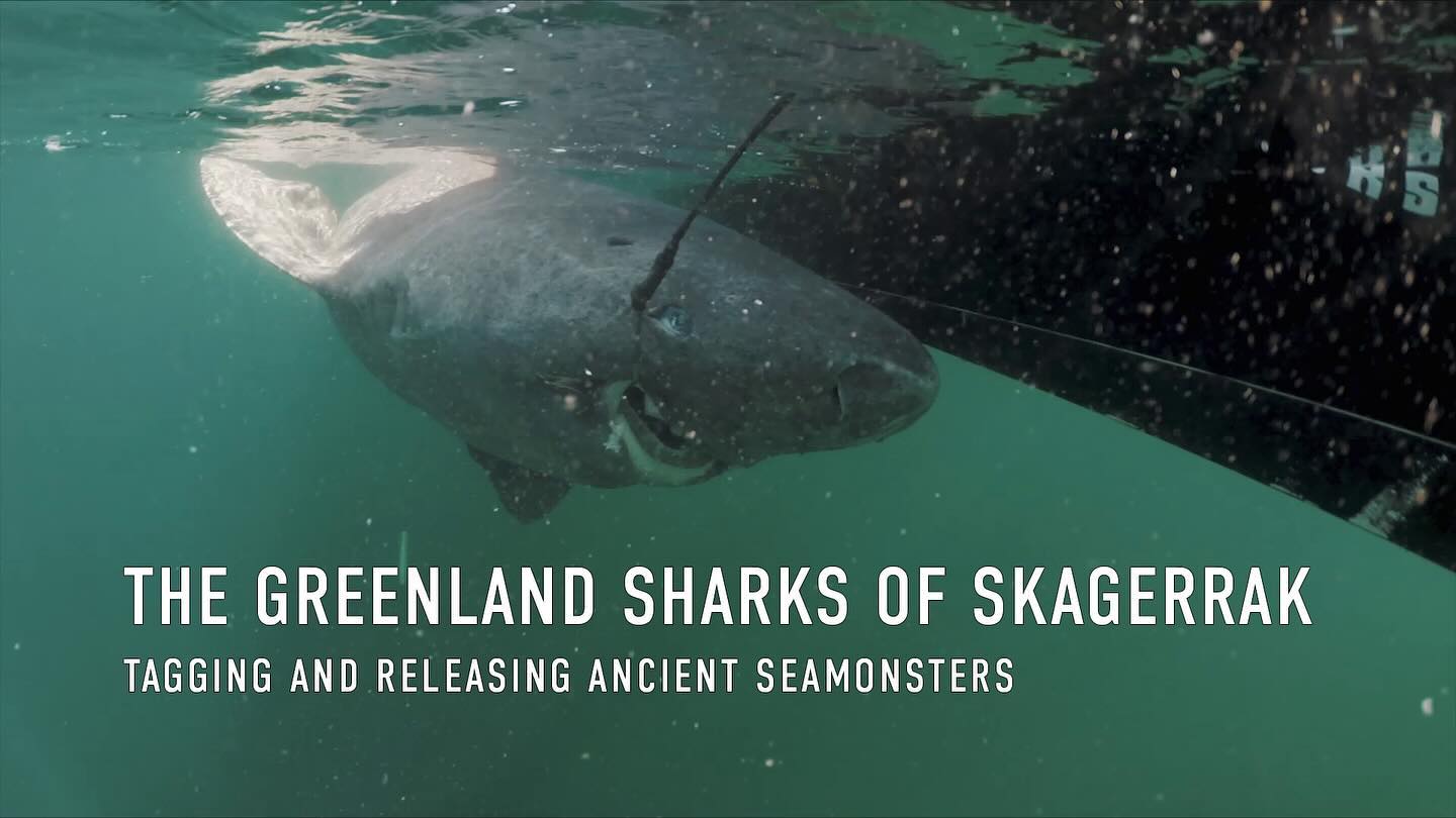 New video out on Team Krodilles YouTubechannel! 😀
.
.
.
#greenlandshark #sharkfishing #marineresearch #deepseafishing #håkjerring #havfiske #bigfish #catchandrelease #minnkotamotors #humminbirdfishing #comstedt #seamonsters
