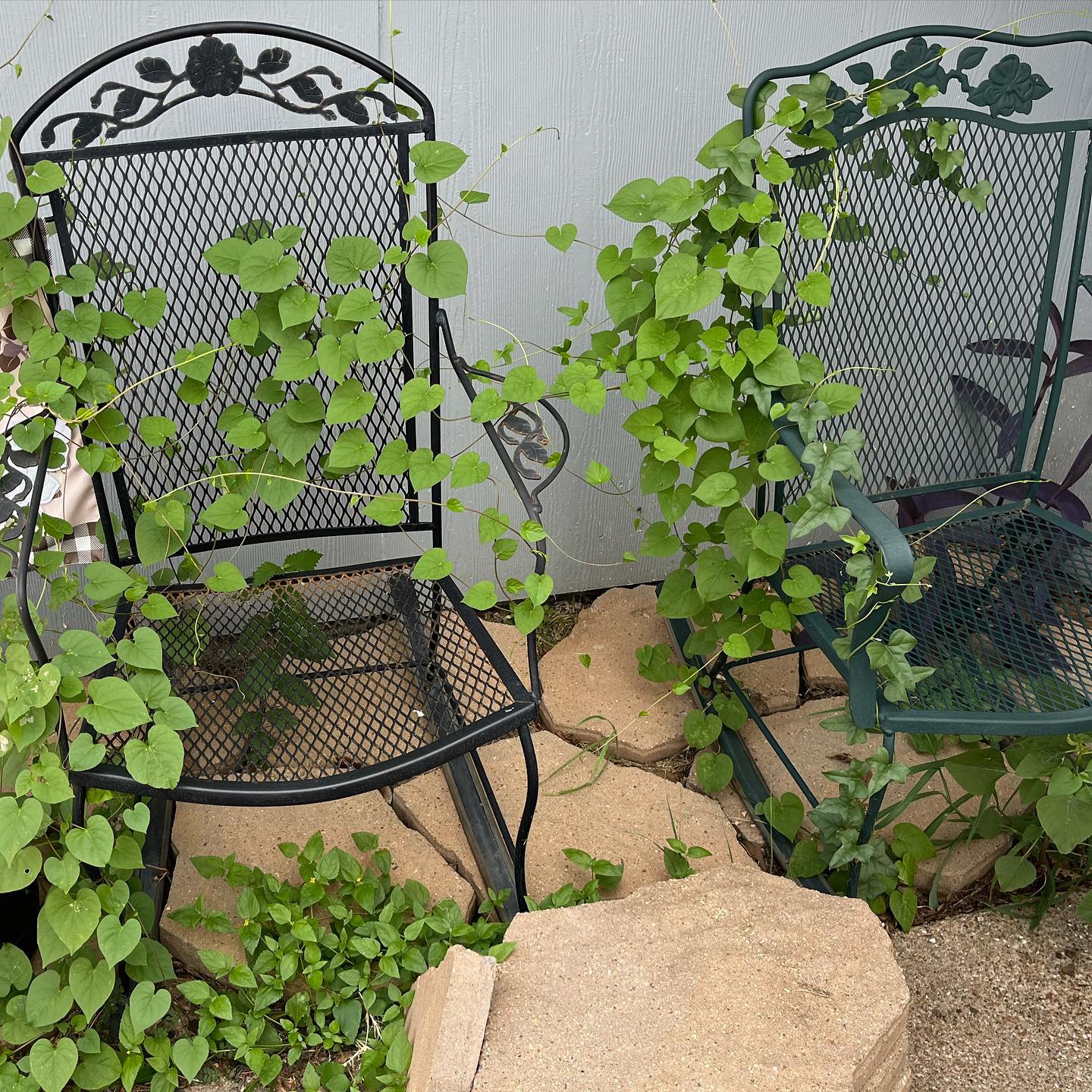 Some people might say this is overgrown or needs to be ripped out.
I see wild, untamed beauty 🌿
And no, my husband isn’t allowed to use the weedeater or move the chairs while these grow on them ❤️