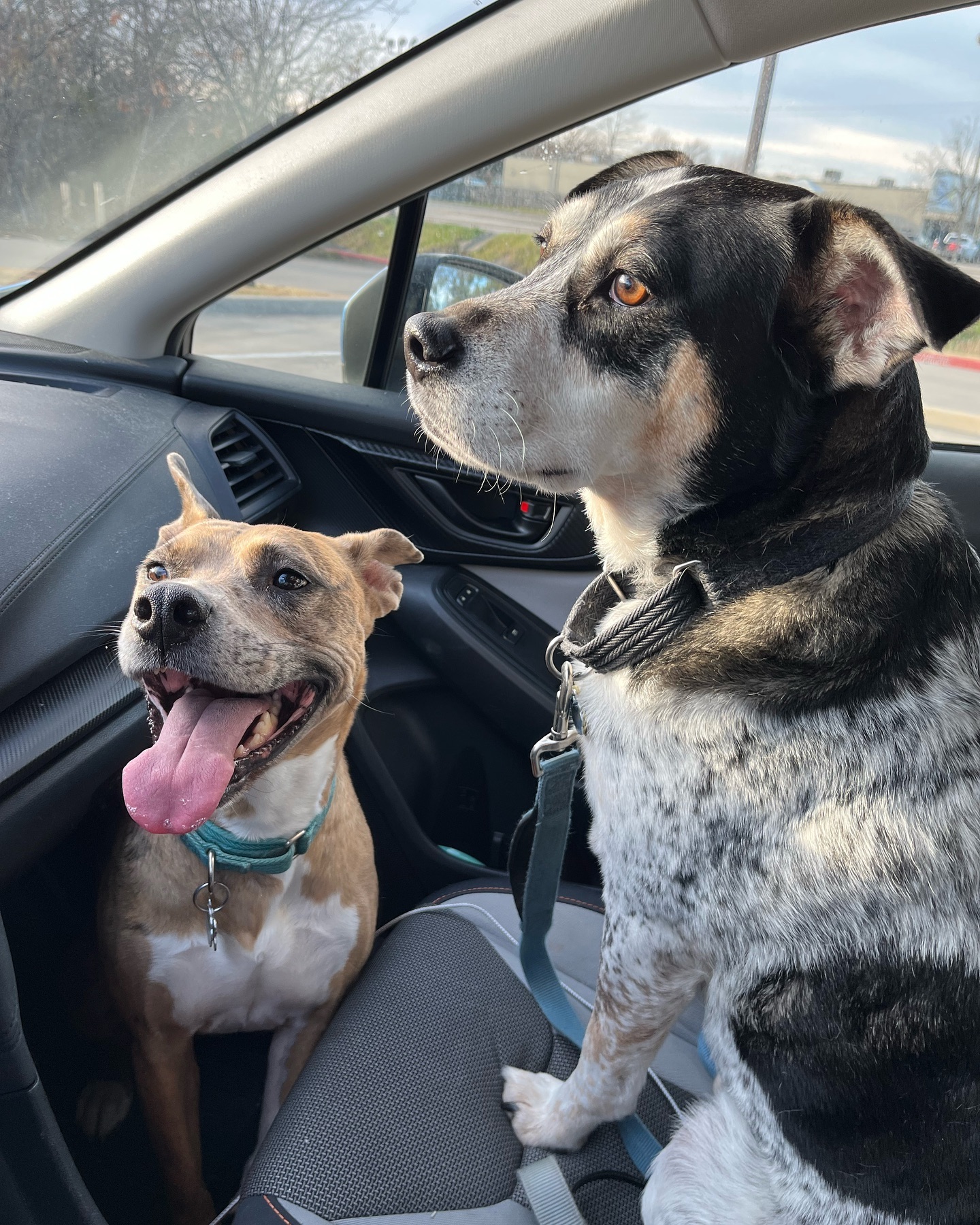 Took the pups with me to Starbucks this morning to celebrate a Mom-win (and got them pup cups) and they did NOT enjoy the ride. They DID like the pup cups tho 🥰
#dogmom #writerlife