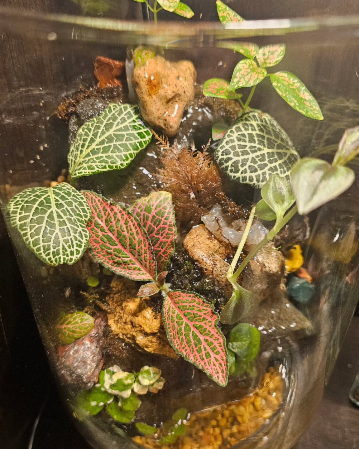 My waterfall terrariums are doing great! I love the frog bit!
#waterfallterrariumworkshop #waterfallterrarium