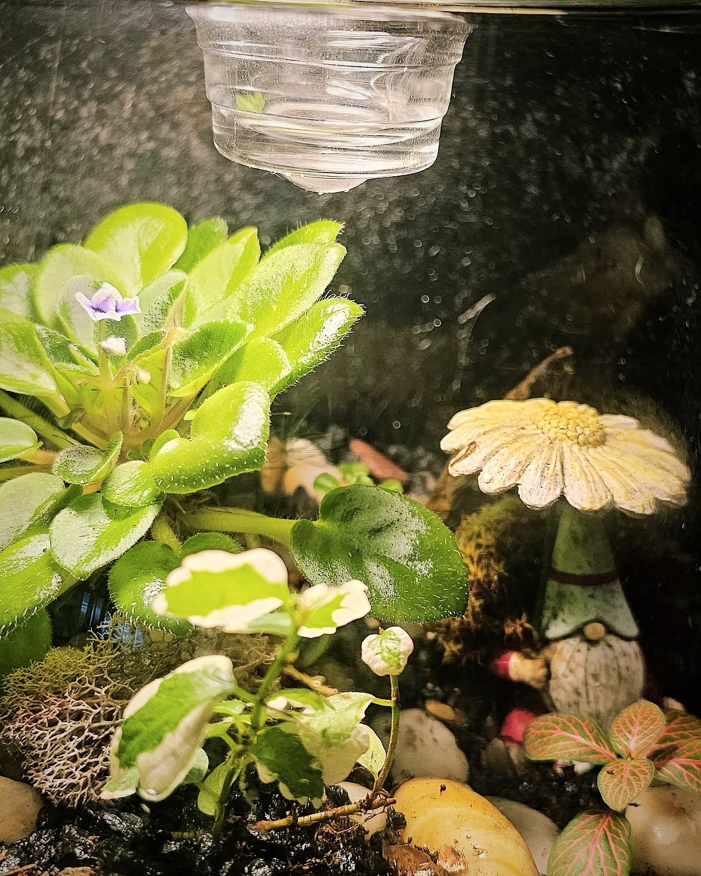 My little gnome hiding out under a flower. ♥️ the violets are amazing!
#southernoregonterrariumworkshop #terrariumworkshopmedford #diyterrarium