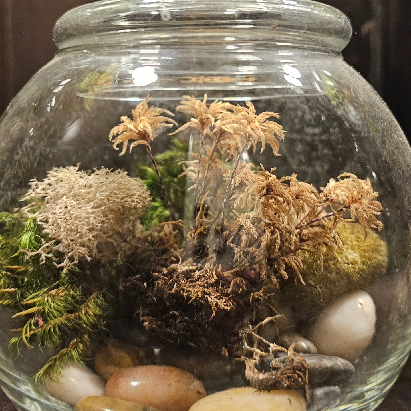 This moss is doing great! No watering needed. (Well I mist about every 2 weeks) try it!