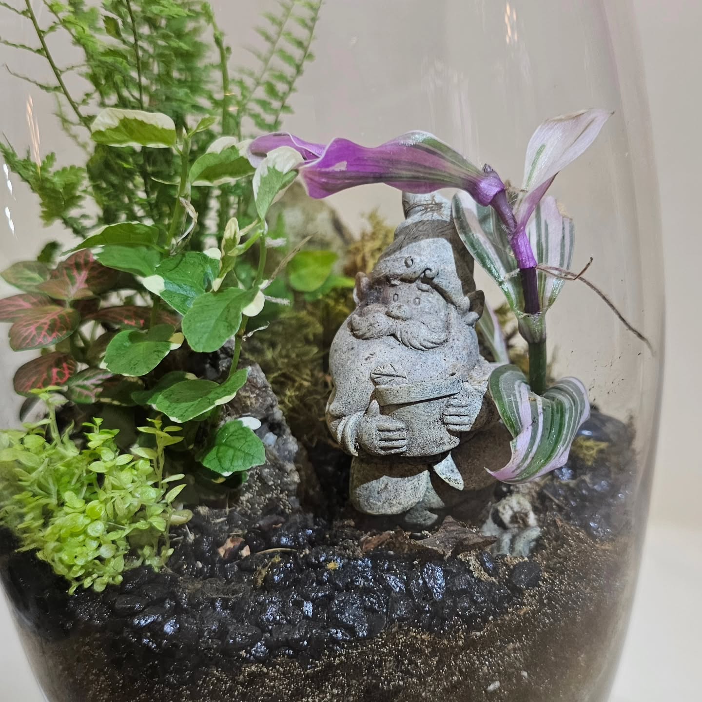 This little happy gnome has been in there for over 6mos!