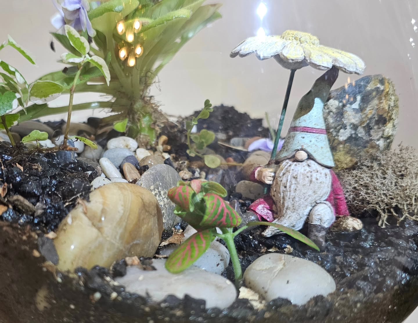 Little gnome hanging out - it's been about 6 months! That violet has pushed out a ton of flowers and has given be babies to start!
#terrariumsouthernoregon