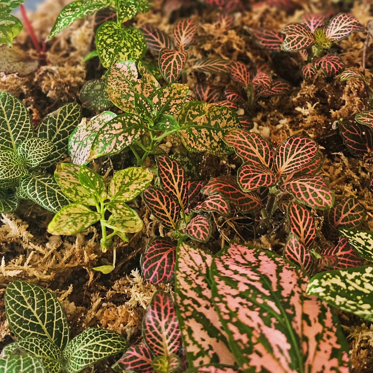 Babies are ready for new homes tomorrow!