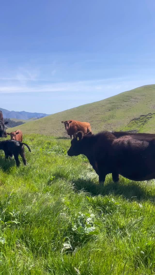 A bit of Spring 🌱🌸🌈☀️🐏🌼🐂🍀
#ranching #sheep #cattle #california #centralcoast #sanluisobispo #beef #santabarbara #spring #lambs #calves #grassfed #lamb #localmeat #grass