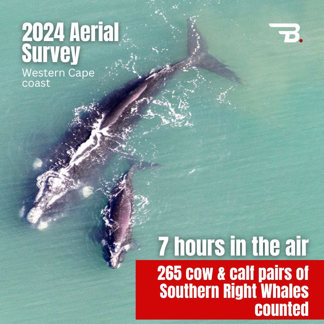 Through aerial monitoring along the Western Cape coast in 2024, Bateleurs pilot, Jean Tresfon, collected vital data on Southern Right Whales. After 7 hours in the air, the total count was 265 cow & calf pairs of Southern Right Whales.
Each flight strengthens efforts to protect these majestic marine mammals and their habitat.
Read the full mission article from 2024 here: https://bit.ly/427HydT
By purchasing our Bateleurs Wild heart Whale Hoodie, T-shirt, or cap, you’re directly supporting future aerial surveys we assist in. Wear your support!
Buy your Wild heart Whale
Hoodie:https://bit.ly/4c4NngT
T-shirt: https://bit.ly/42hhwWL
Cap: https://bit.ly/4j8q34e
🌊 Advocate. Protect. Preserve.
#TheBateleurs #WhaleSurvey #Conservation #Ocean