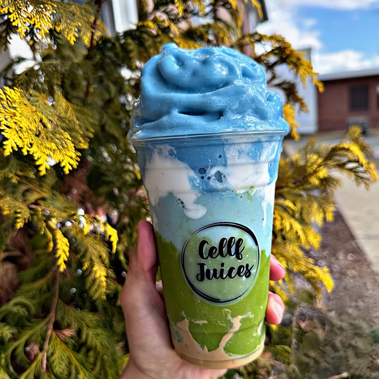 “We’re celebrating Earth Month early with a smoothie that looks just like the planet we love! Packed with natural goodness and sustainable vibes—come try our limited-edition Earth Smoothie and sip to a greener future.” 🌍 
#CellfJuices
#CellfJuicesEarthSmoothie
#SpringfieldEats
#WesternMassEats
#WesternMassJuice
#SipSpringfield
#EarthDayAtCellf
#CellfCelebratesEarth
#CellfSips
#DrinkGreenLiveClean
#EarthMonthWithCellf