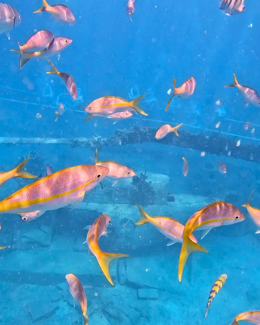 The ocean is full of surprises — and you never know who you’ll meet while sailing with us! ?
Swipe through to meet some of our marine neighbors at Little Bay.
Ready to swim with the sea life in Sint Maarten?
? Book direct and save 10%! Use code SAILPHOENIX at checkout. Link in bio.
#SailThePhoenix #WaterWednesday #OceanFriends #SXM #MarineLife #Balaou #Starfish #CaribbeanSnorkeling