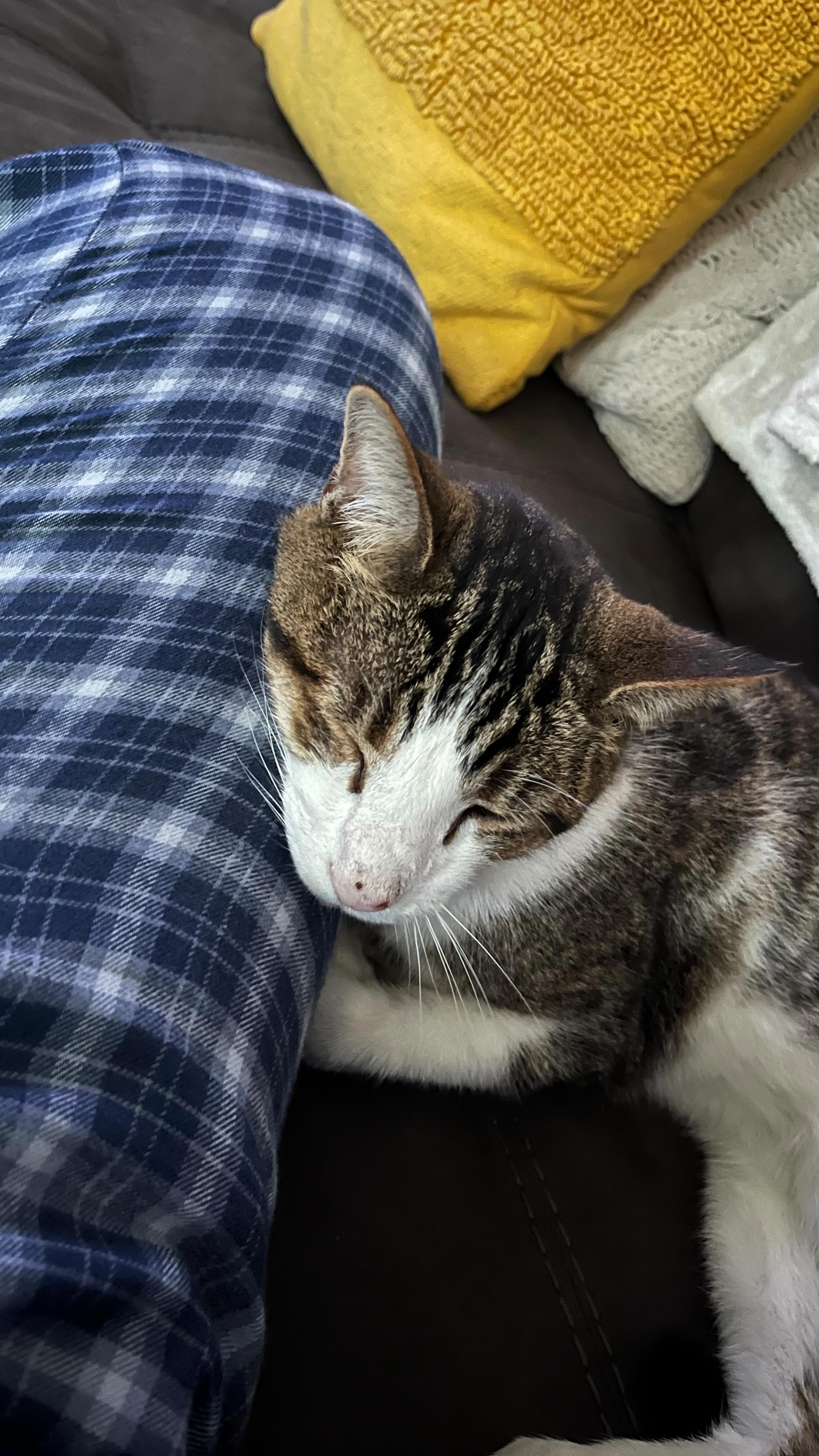 #morningroutine as a #smallbuisness #petsitter in #springfieldmo