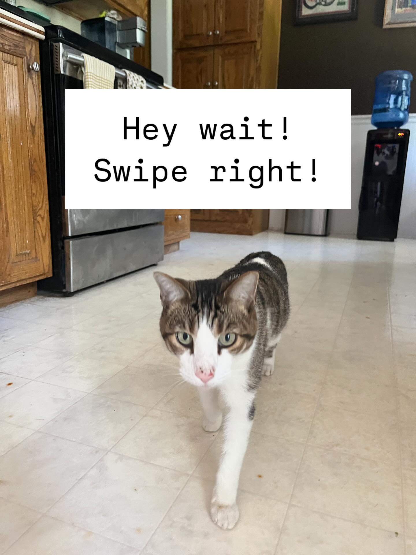 #petcare #springfieldmo #pet sitter