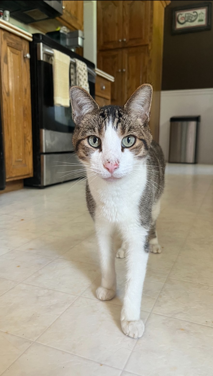 #laptop #animallover #springfieldmo