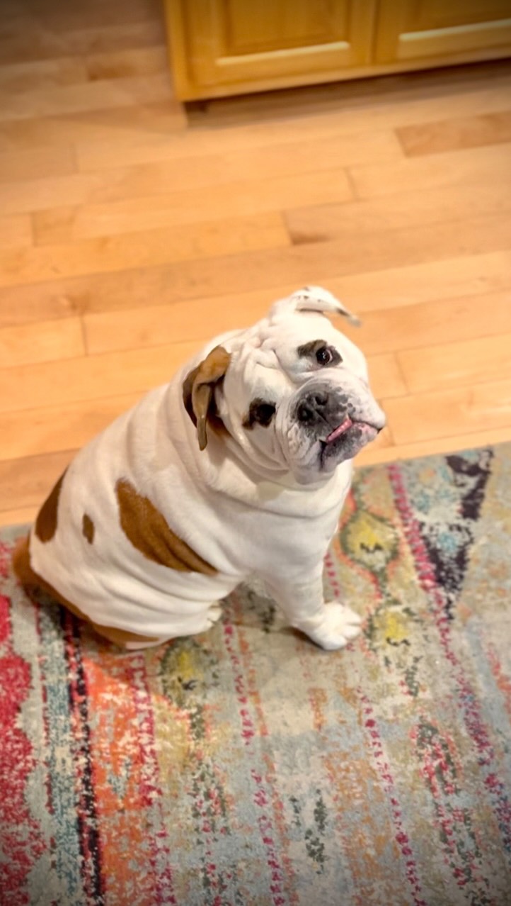 Stalking my car for my dogie taxi!