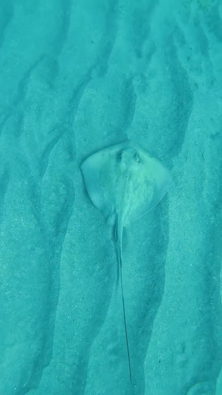 Gliding into your feed like...
Say hello to one of Little Bay’s most graceful locals—the stingray! ??
These gentle gliders may look mysterious, but they’re usually just cruising the sandy bottom in search of snacks (think shrimp, clams, and crab, not tourists ?).
#StingraySighting #LittleBayMagic #UnderwaterWonders #SailThePhoenix #SwimSmart #MarineLifeMondays #SXM #sintmaarten??