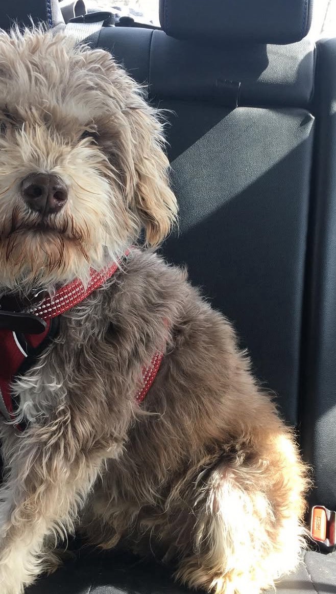 Here's a more detailed breakdown of common misconceptions:
Misconception:
Pet sitting is not a