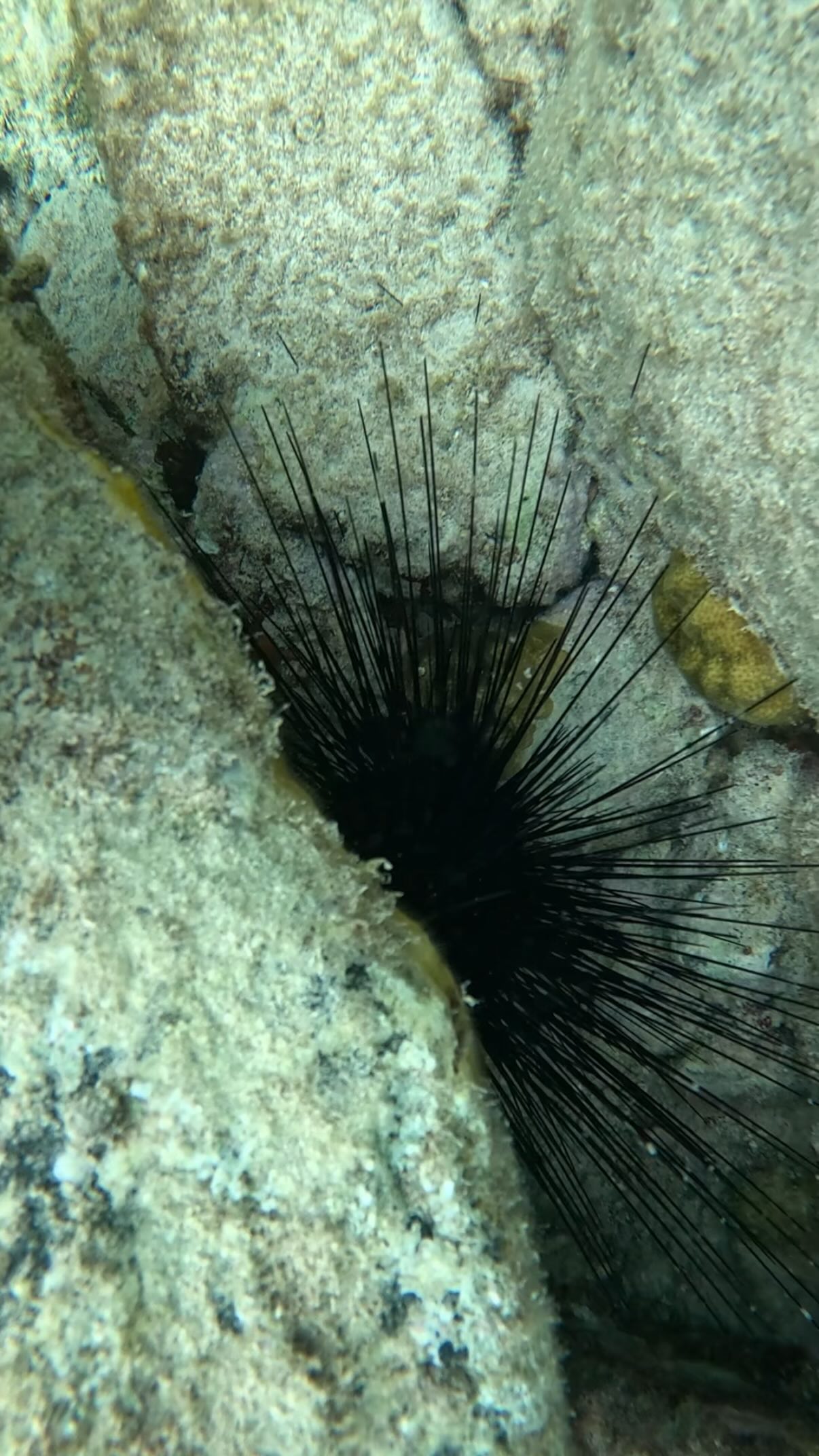 Those sea urchins at Little Bay might look like underwater jewels, but trust us—look, don’t touch! ?
These spiny beauties play a vital role in the reef ecosystem, and a sting can quickly turn your snorkeling tour in Sint Maarten into a not-so-fun story.
Pro tip: Keep your feet up and your eyes open while snorkeling. Admire from a distance and help protect marine life in Sint Maarten. ?
#SailThePhoenix #LittleBaySXM #SnorkelingSintMaarten #marinelifeprotection #SnorkelSmart #SeaUrchins #lookbutdonttouch #StMaarten