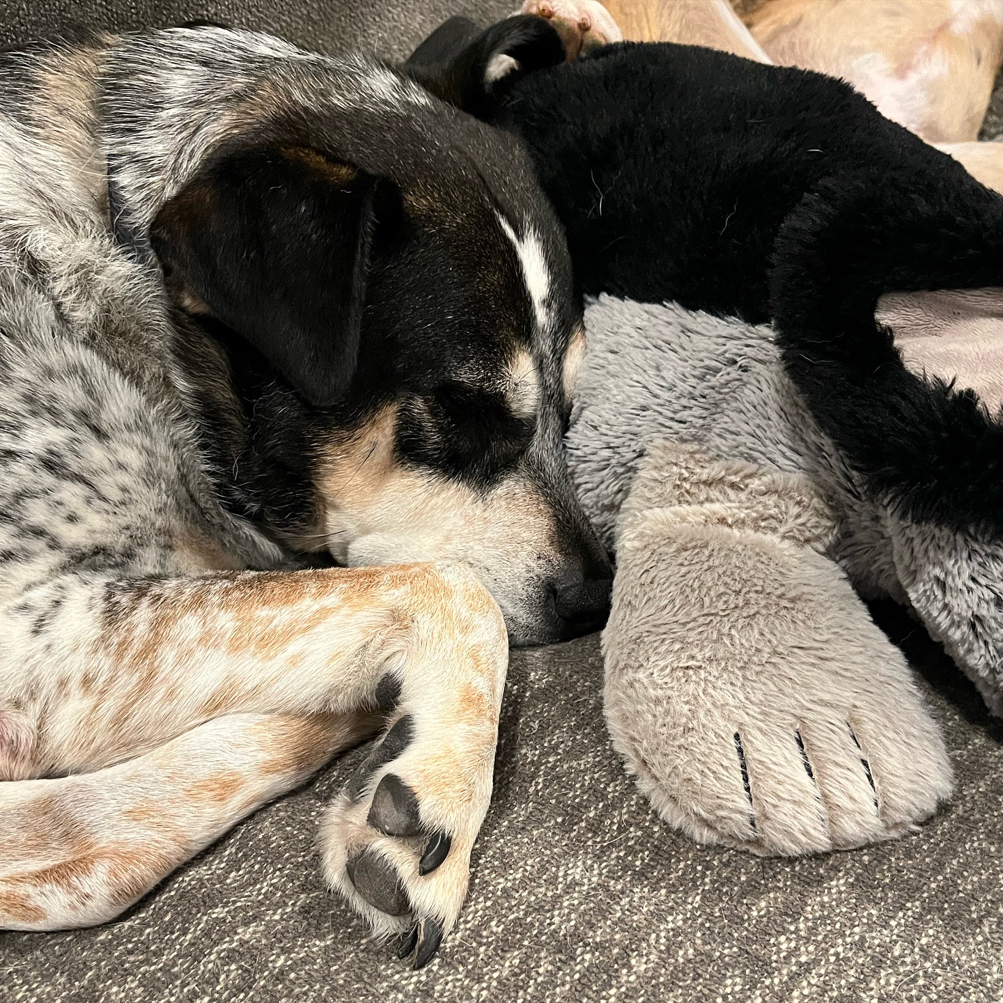 Oh, my sweetest boy. I miss you, and wish you were still here. I am so glad I got to be your mama & that you loved us as much as you did. My heart will never be the same without you. My favorite place was snuggled up next to you, and I found so much comfort and peace in your quiet steadiness. Thank you ❤️ I’ll see you again, I promise #grief