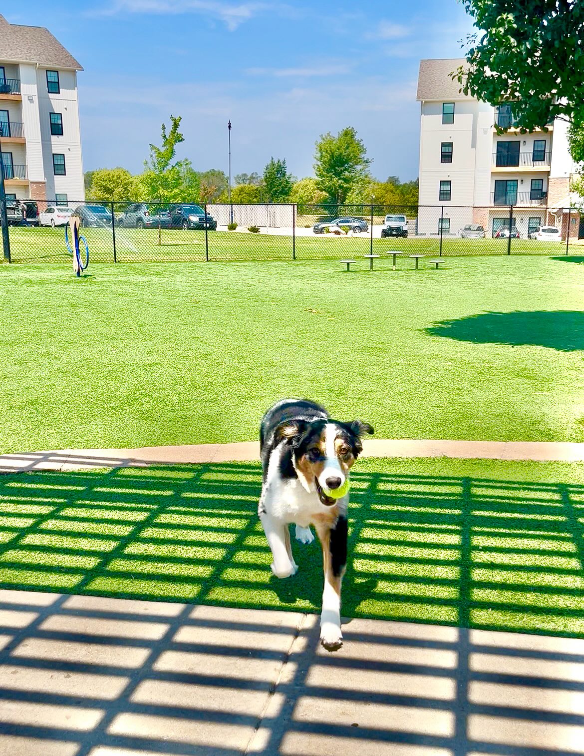 Meet Nahla a Blue Merle Australian Shepherd
she is our newest client! Nahla loves to run and play ball but most of all she loves her mom!
Nahla’s mom owns a lashes business here in Springfield, Mo! @lash_beauty_by_saraya
Need your lashes done for a wedding or vacation coming up she’s your girl!
Don’t forget to hit us up to watch your pup during that time too!