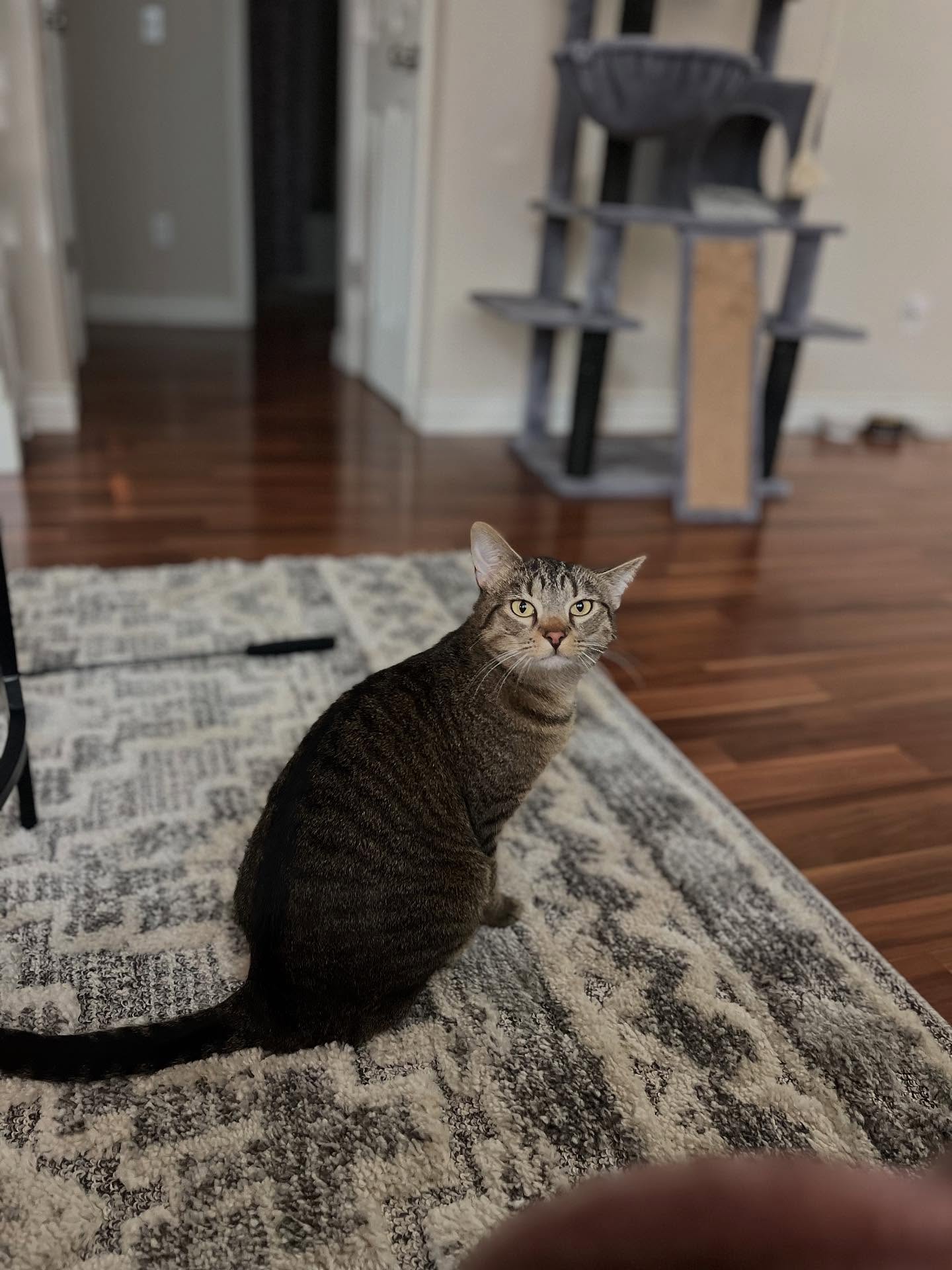 Time to add a new friend to the list meet Hazel! Hazels mom owns a cotton candy business @gracefultwistscottoncandycart here in Springfield Mo!