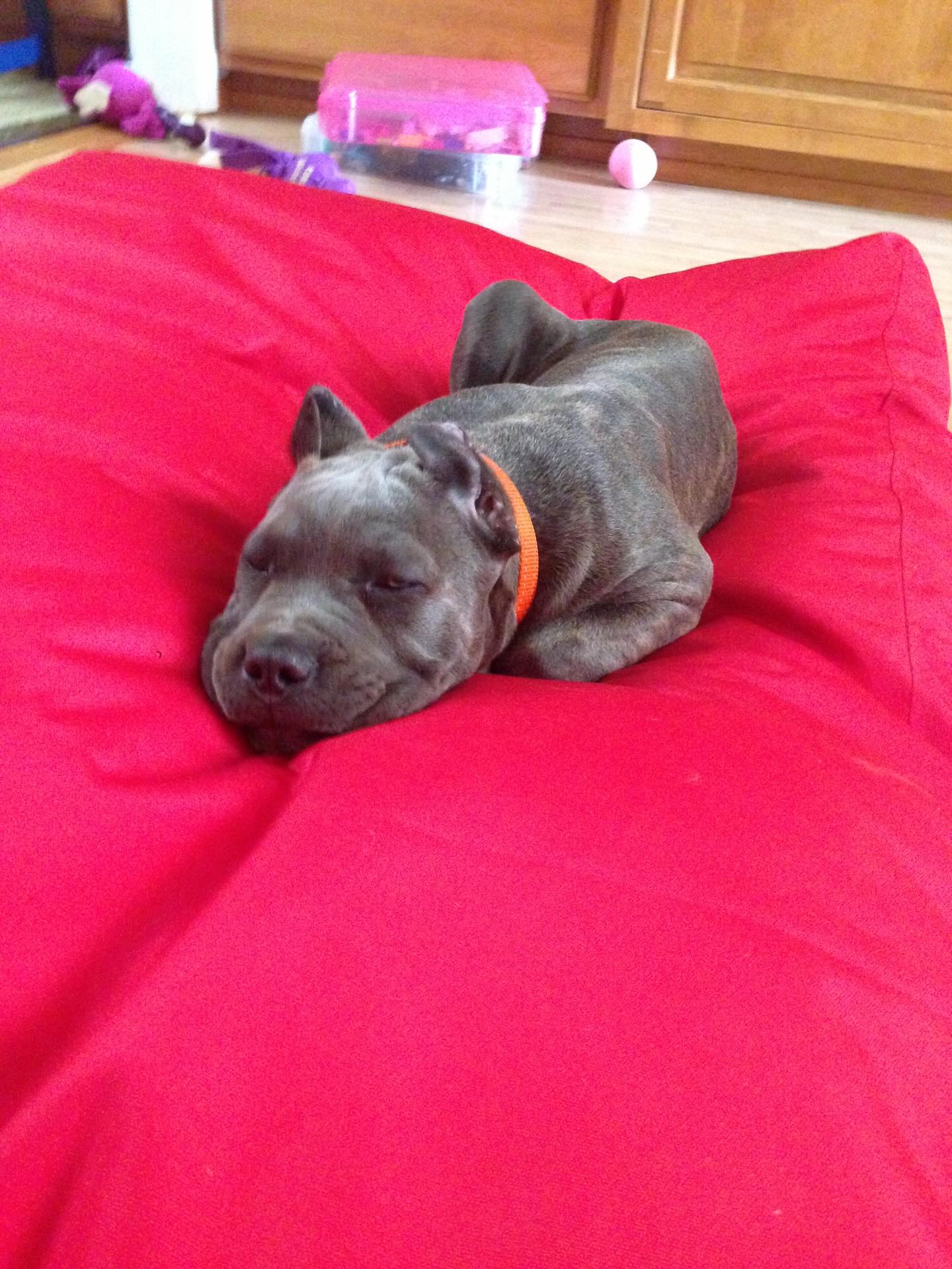 Today we had to say goodbye to our beloved Dharma. She turned 12 in March, and while we knew we had already been blessed to have her this long, we always hoped for more time. 
On Monday, before leaving home, I said my goodbye, knowing she might not be there when I returned. I could not bear not being there while she crossed the rainbow bridge, so I called in. She was drifting in and out, but if there was a chance she could hear me say one more time, “I love you, thank you,” I wanted to take it.
I thanked her for the endless, unconditional love she gave to our family—both the two-legged and four-legged members. I will forever be grateful to @potrerodogs Alexia and Gabe for trusting us with her. 
Dharma was the best champion for the Corso breed—strong, loyal, smart, protective, attentive, and so deeply loving. She was an obedience champion under her AKC name, Divine Strength B.O.O., but to us she was simply our Dharma.
Now she’s reunited with her brother Bodhi, who we lost last year and whom she missed dearly. 
She will always be my heart dog.
Run free, sweet girl. We love you forever. 💔🐾