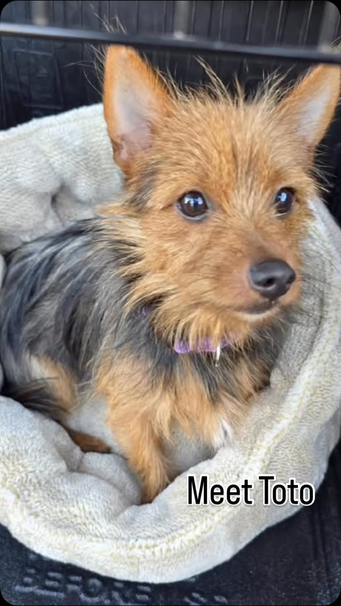 🌟 Meet Toto! 🌟
This sweet 11-month-old Yorkie mix joined us just a few days ago and is already stealing hearts 💕 Weighing in at just under 10 pounds, little Toto came to us very shy and scared — but his amazing foster family has been taking things slowly to help him feel safe and loved.
He’s been such a good boy — no accidents in the house or in his crate 🙌 and he’s adjusting beautifully! Toto does great with kids and other dogs too 🐶👧👦
In true clever pup fashion, Toto has already figured out how to take his cone off… and even turned it into a pillow 😅 Luckily, his foster mom outsmarted him and found a way to keep it on so he can heal properly after his neuter.
Toto will be available for adoption very soon! If you’re ready to give this adorable little guy the forever home he deserves, please apply at 💕
👉 www.furangelfoundation.org/adopt
#AdoptDontShop #RescueDog #YorkieMix #FurAngelFoundation #AdoptToto #RescueLove #FosterDog #AdoptableDog #DogsofInstagram