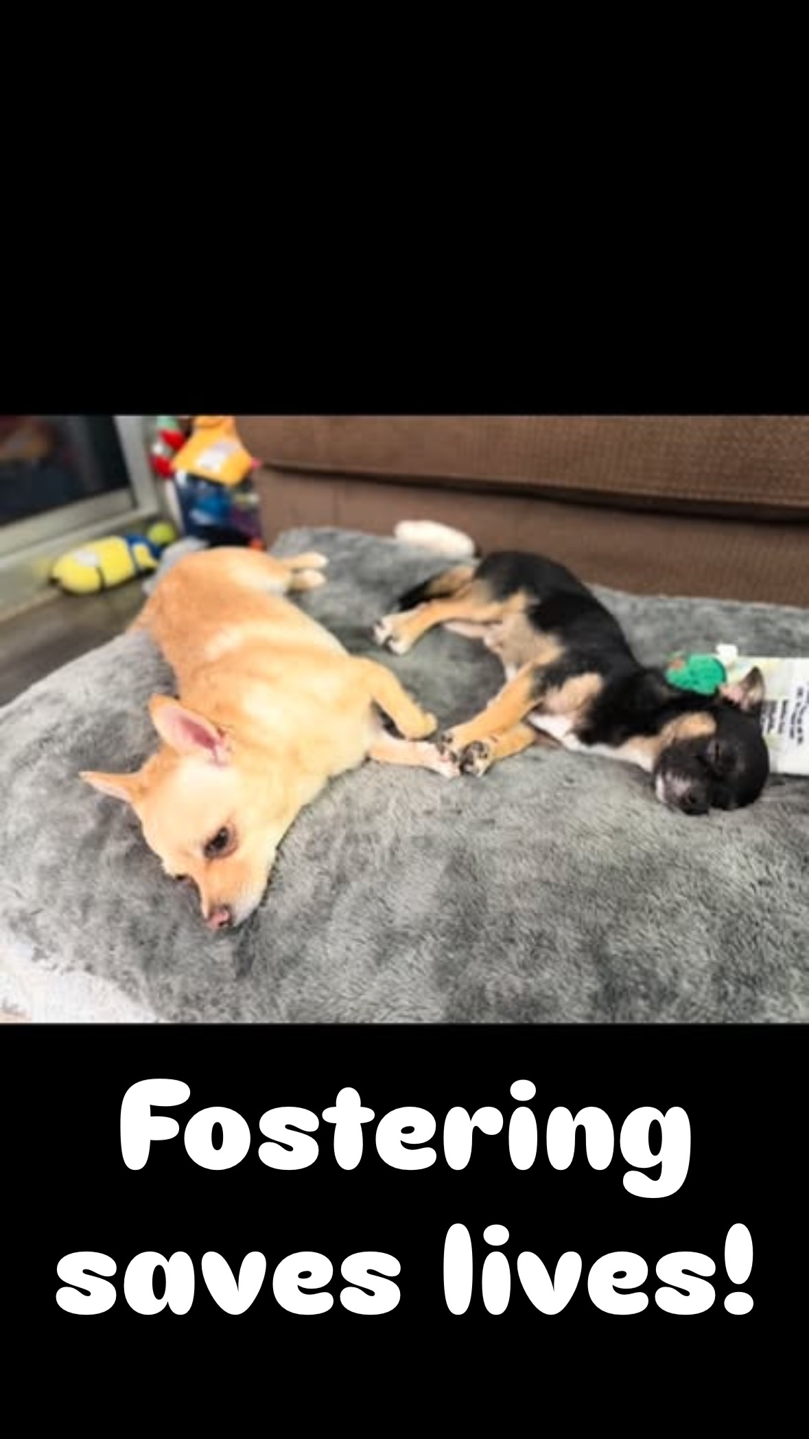 🎥 From shy to shining ✨
When little Sochu first came to us, he was so scared he’d flatten himself to the floor whenever someone approached. 💔 But look at him now — surrounded by toys, playing tug with his foster brother Max (FAF alum!), and even napping side-by-side with their paws touching. 🐾
It’s amazing what love, patience, and a good foster buddy can do. ❤️
Sochu is learning that life is fun, people are kind, and toys are meant to be shared (even if you really want the same one 😄).
💫 This weekend, he’s meeting a potential family — another FAF alumni family who’s adopted from us before! Wish this sweet boy the best of luck as he takes another big step in his journey. 💕
Help pups like Sochu keep finding their confidence — and their forever homes — at
👉 www.fur-angelfoundation.org/adopt
Thank u Aunty @crystalrphotography for being a foster hero!! 🦸♀️ 
#RescueDog #AdoptDontShop #FurAngelFoundation #FosterDogs #RescueJourney #TransformationTuesday #DogLove #SecondChances #FAFAlumni #FosterLife #AdoptAFriend