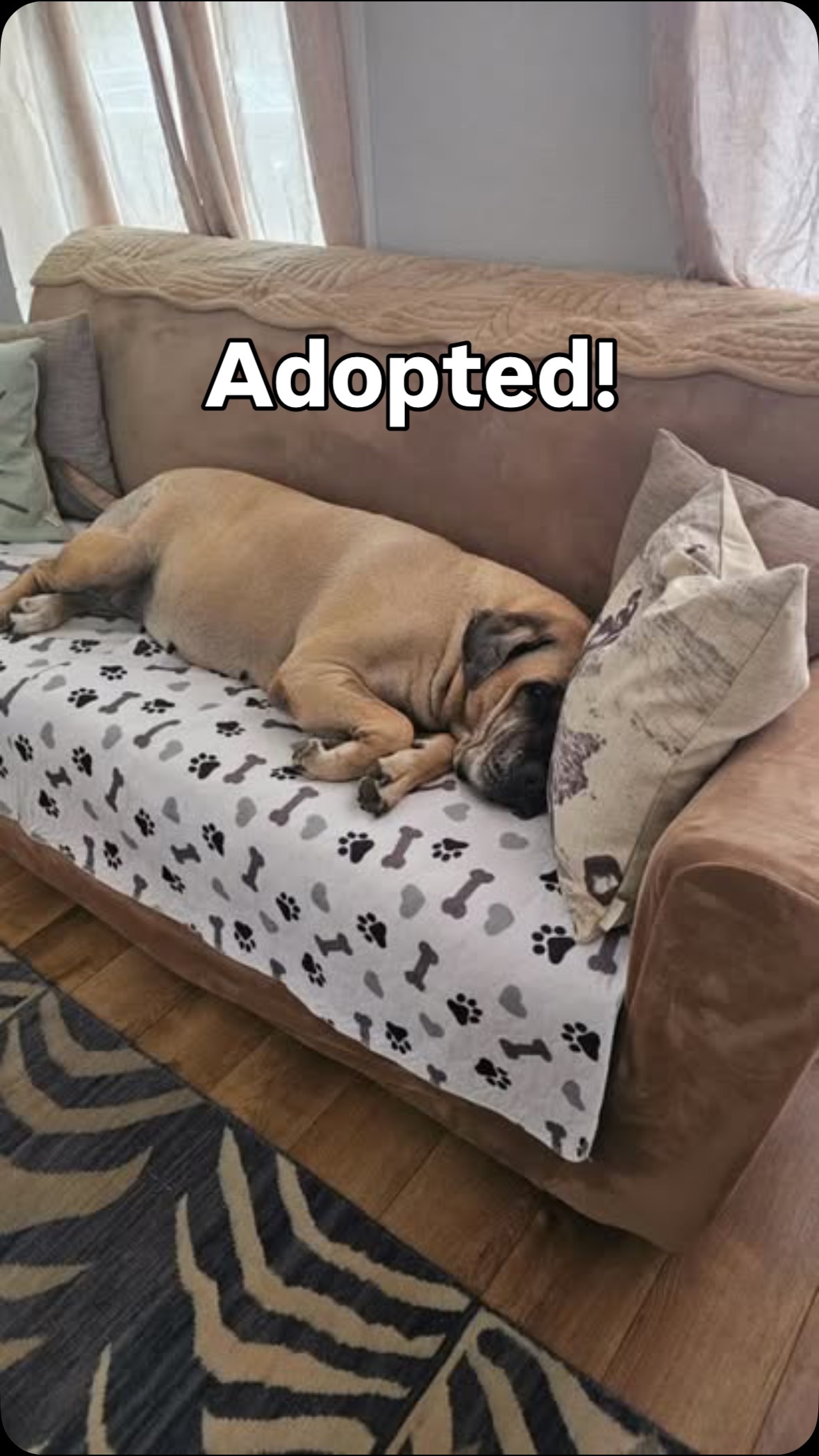 🎉 ADOPTED! 🎉
Please join us in celebrating the sweetest gentle giant — Xena — who has officially found her forever home! 💖🐾
At 10 years old and 120 pounds of pure love, Xena spent six months in foster care where she quickly became family. Her fosters simply couldn’t imagine life without her… so they made it official! 🏡✨
Now she’s living her best life — spoiled silly with her very own spot on the couch, endless cuddles, and unconditional love from her Ohana. 🛋️💕
This beautiful girl is adored completely, and we couldn’t be happier for her!
There’s still so much love to give — check out more adoptable angels at:
👉 www.furangelfoundation.org/adopt
#Adopted #FureverHome #SeniorDogLove #GentleGiant #AdoptDontShop #FurAngelFoundation #RescueDog #HappyTails