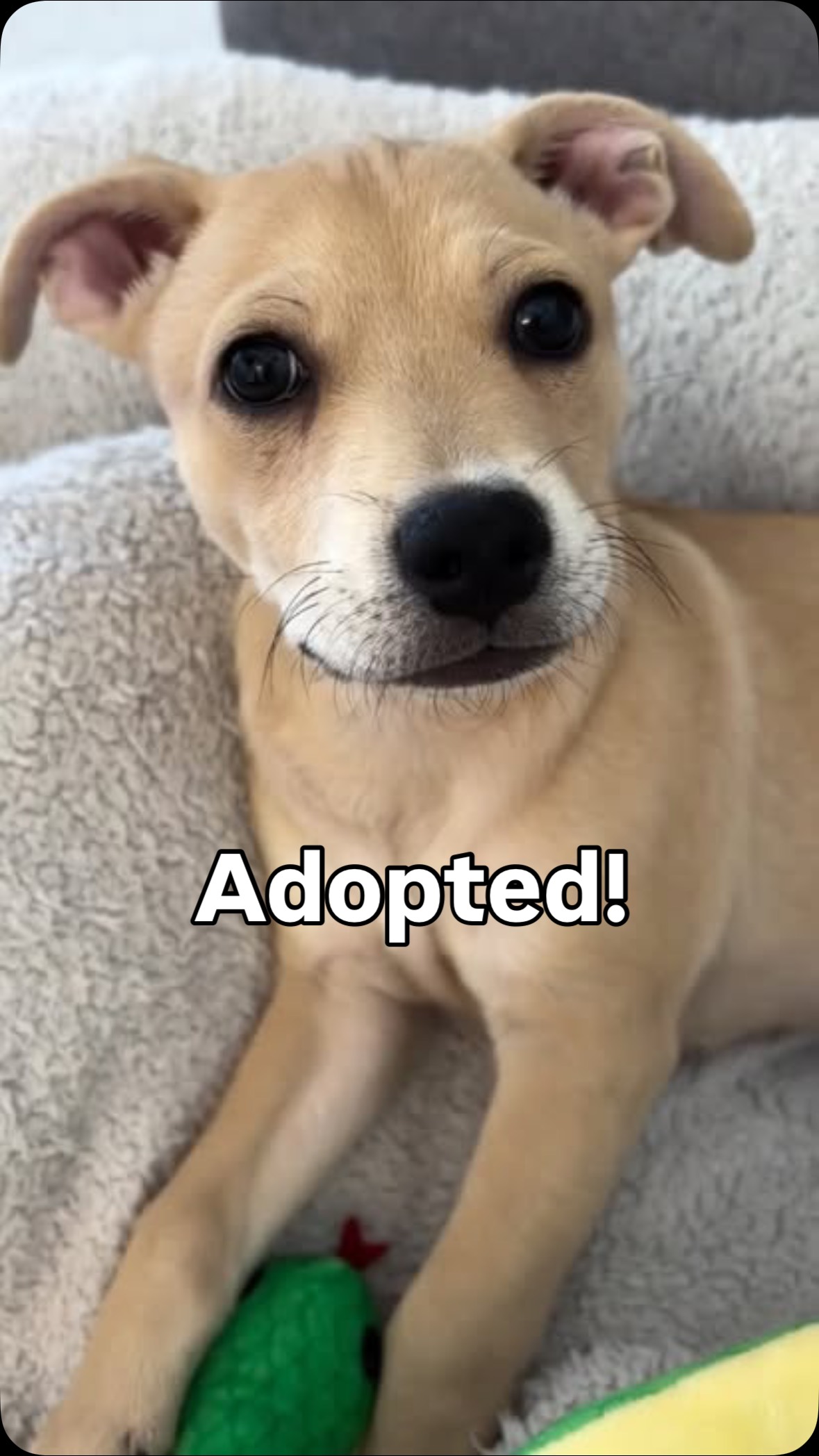 🌟 ADOPTED! 🌟
Sweet little Bob has officially found his forever home! 🐾🏡💛
This cute little guy is already settling in so well with his new Ohana — he even gets to go to work with Mom! 🧑💼🐶 The whole office is totally smitten, and we hear he’s a total star already. ✨
Mom says Bob is super smart, sweet as can be, and adjusting so well to his new life. We couldn’t be happier for him! 💕
While we’ll miss him, we know he’s right where he belongs. 🥹💖
📣 But wait — Bob’s adorable sisters Maple and Molly are still looking for their forever homes too! Could you be their person?
👉 Visit www.furangelfoundation.org/adopt to learn more!
#Adopted #HappyTails #ForeverHome #AdoptDontShop #RescueDog