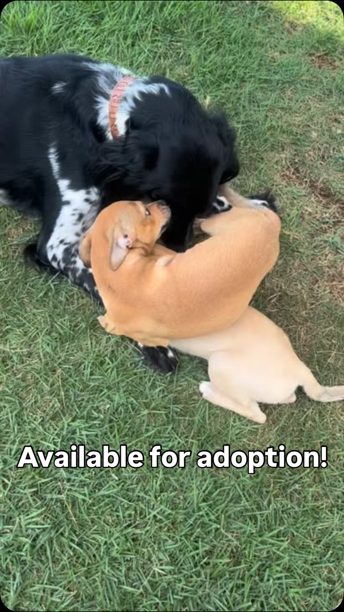 ✨ Molly & Maple – back at it again with the cuteness! ✨
We know you saw their sweet faces yesterday… but come on, how could we not share another adorable video of these two frolicking with their amazing foster sister, Birdie? 🐶💨💕
These playful pups are getting spayed on Sunday and will be officially ready for adoption — so enjoy the puppy zoomies while you can, and maybe… just maybe… consider making one part of your forever family. 🥹🐾
📲 Apply to adopt at www.furangelfoundation.org/adopt
Because let’s be honest — your feed needed more puppy joy today. 😍
#MollyAndMaple #RescuePuppies #FosterFun #PuppyPlaytime #AdoptDontShop #FurAngelFoundation #ForeverHomePlease #DogsofInstagram