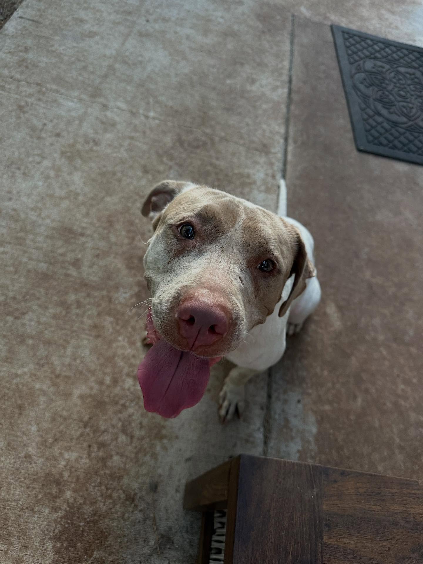 💛 FOSTER OR ADOPTER NEEDED 💛
Friends, we need your help! Our girl Ola needs to move to a new foster or adoptive home within the next 5 days.
Ola is a sweet, affectionate pup who’s been showing signs of stress in her current environment. Unfortunately, she recently went for her foster friend’s food and bit him, and has since shown some growling and anxious behaviors like lunging. 
We believe Ola needs a chance to reset in a calm, structured home where she can feel safe and supported. She’ll do best in a home with no other dogs or small kids, or with a handler experienced in working with pups who need extra guidance.
She also needs to be fed separately and given space to decompress.
Please help us find a place for Ola — she deserves a chance to start fresh and continue learning how to feel secure. 💛
If you can foster or adopt, or know someone who can, please reach out today!
🐾 #FosterNeeded #RescueDog #SecondChances #AdoptDontShop #FosterLove