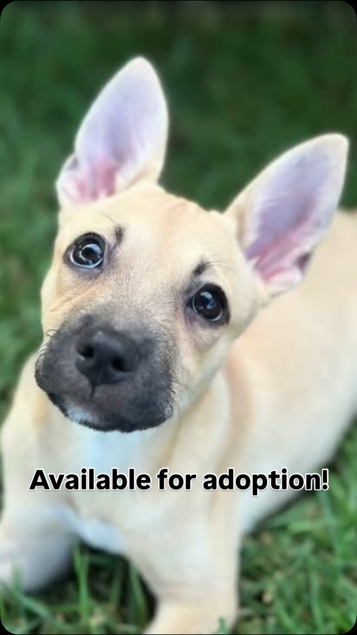 🐾 Adoptable Puppies Alert! 🐾
Meet Molly (light tan) and Maple (darker brown) — two sweet sisters still searching for their forever families! 💕 Their siblings Bob and Bear have already found loving homes, and now it’s their turn!
These 3.5-month-old cuties are:
✨ Super playful
✨ Sweet as can be
✨ Great with other dogs, animals & kids
✨ Likely Chihuahua/Terrier mixes (but honestly? 100% adorable)
They’ll be spayed this Sunday and will officially be ready to join your family! 🐶💗
Let’s help Molly and Maple find the loving homes they deserve. Could that be yours? 🏡
🔗 Apply to adopt at www.FurAngelFoundation.org/Adopt
#AdoptDontShop #RescueDogs #PuppyLove #FurAngelFoundation #AdoptableDogs #ChihuahuaMix #TerrierMix #ForeverHomeWanted #DogsofInstagram