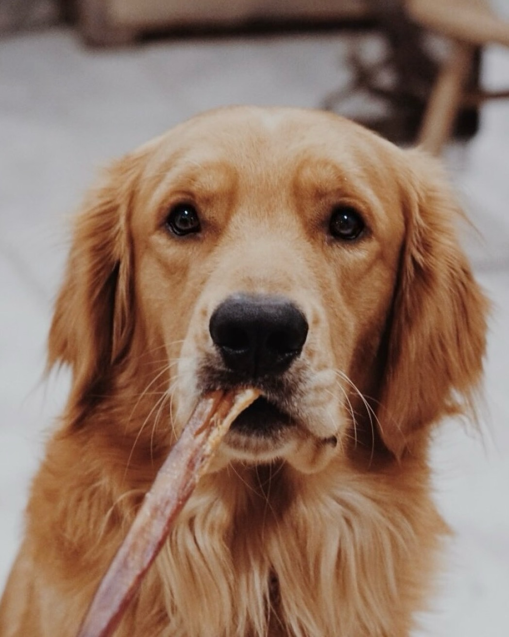 Veel honden houden van kauwen. Dat is niet zomaar; kauwen ondersteunt zowel hun lichaam als hun emotionele welzijn.
• Het helpt spanning af te bouwen
• Het brengt het zenuwstelsel van ??? naar ??????????
• Het helpt honden herstellen na prikkels of stress
• Het ondersteunt een gezond gebit (kauwen helpt tandplak te verminderen en houdt de kaken sterk)
Na een wandeling of training zie je vaak dat een hond uit zichzelf een kauwsnack pakt/zoekt →
dit is zijn manier om te ontladen en tot rust te komen.
Kauwen is dus niet ‘ik vermaak mezelf’…
Kauwen is ontspanning.
Wanneer honden geen kans krijgen om te kauwen, zoeken ze soms zelf een oplossing.. schoenen, stoelpoten, je nieuwe trui?
Kauwen is geen luxe.
Het is een basisbehoefte.
Wat geef jij jouw hond graag om op te kauwen?
#hpdoglife #hondencoach #hondengedrag #natuurlijkhondengedrag